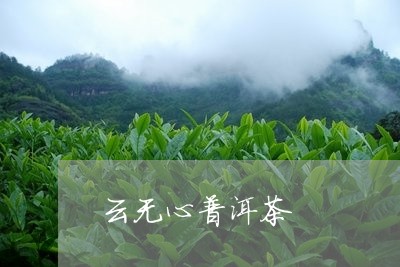 云无心普洱茶/2023042738627