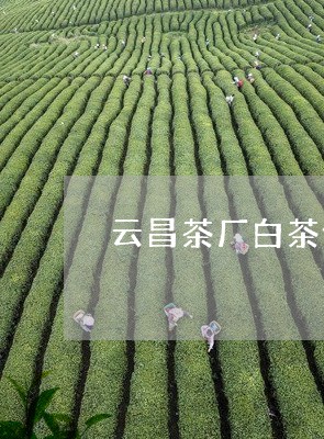 云昌茶厂白茶价格/2023061431825