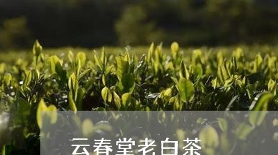 云春堂老白茶/2023051272938