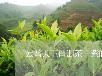 云普天下普洱茶一紫藤/2023092735859