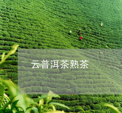 云普洱茶熟茶/2023042819127