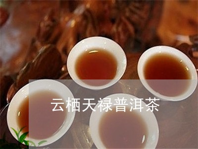 云栖天禄普洱茶/2023081891816