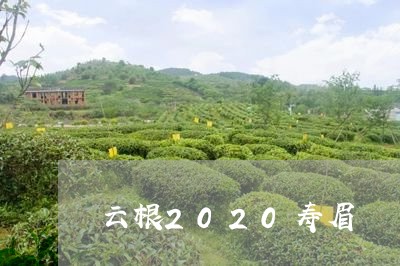 云根2020寿眉/2023090891805