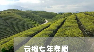 云根七年寿眉/2023112497381