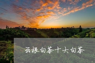 云根白茶十大白茶/2023061442748