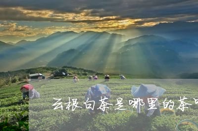 云根白茶是哪里的茶叶/2023092672915