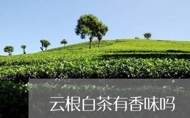 云根白茶有香味吗/2023061406057