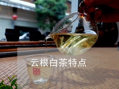 云根白茶特点/2023051249482