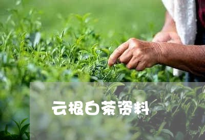 云根白茶资料/2023051213016