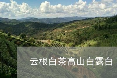 云根白茶高山白露白/2023081201815