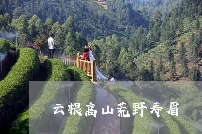 云根高山荒野寿眉/2023061402926