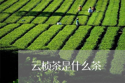 云桢茶是什么茶/2023042942864