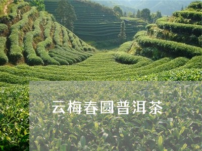 云梅春圆普洱茶/2023081868383