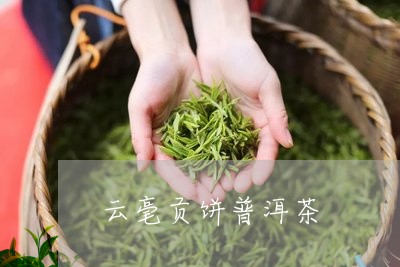 云毫贡饼普洱茶/2023081839391