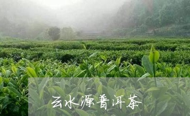 云水源普洱茶/2023042652765