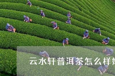 云水轩普洱茶怎么样好喝吗/2023082881703