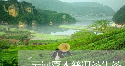 云河嘉木普洱茶生茶/2023091415036