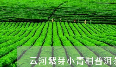 云河紫芽小青柑普洱茶/2023120675040