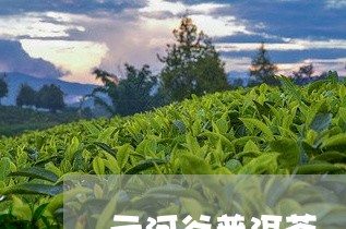 云河谷普洱茶/2023102628470