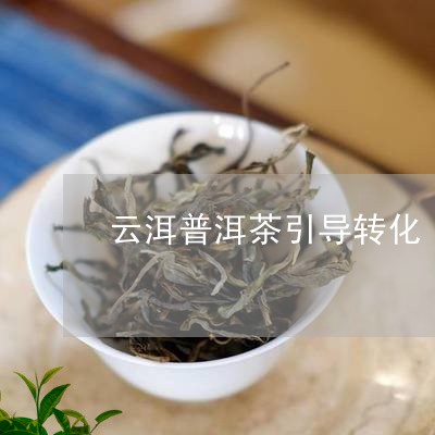 云洱普洱茶引导转化/2023082863947