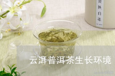 云洱普洱茶生长环境/2023082802817