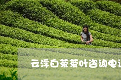 云浮白茶茶叶咨询电话/2023092658281