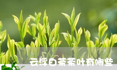 云浮白茶茶叶有哪些/2023121651603