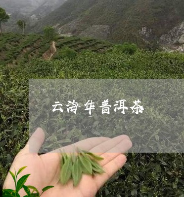 云海华普洱茶/2023042713497