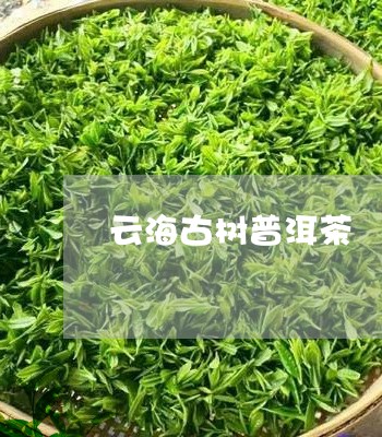 云海古树普洱茶/2023102693704