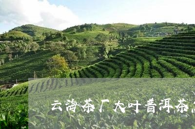 云海茶厂大叶普洱茶怎么样/2023112423917