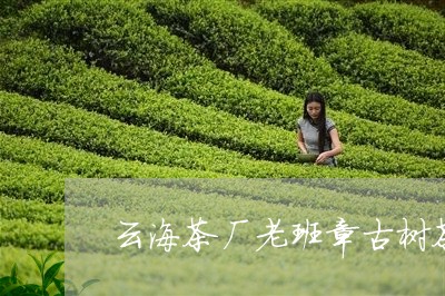 云海茶厂老班章古树茶/2023061216931