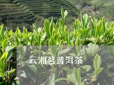 云湘茗普洱茶/2023042564621