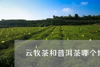 云牧茶和普洱茶哪个好/2023062340936