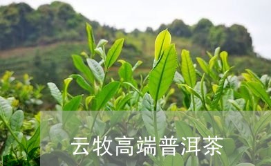 云牧高端普洱茶/2023102657481