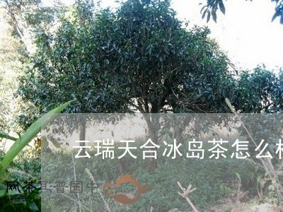 云瑞天合冰岛茶怎么样/2023061147148