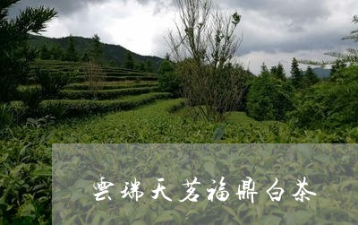 云瑞天茗福鼎白茶/2023061453939