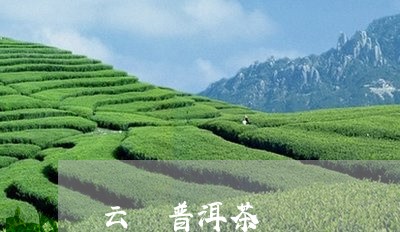 云瑧普洱茶/2023090652604