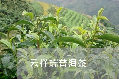 云祥瑞普洱茶/2023042685902