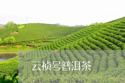 云祯号普洱茶/2023042907240