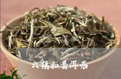 云禧和普洱茶/2023042963525