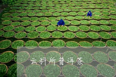 云科所普洱茶/2023042583184