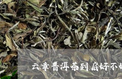 云章普洱茶到底好不好/2023092707382