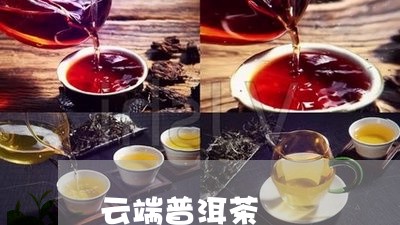 云端普洱茶/2023090573826