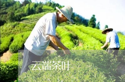 云端茶叶/2023090194058