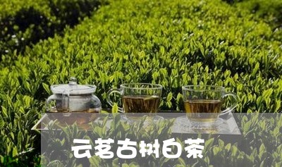 云茗古树白茶/2023082692824