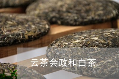 云茶会政和白茶/2023112420403