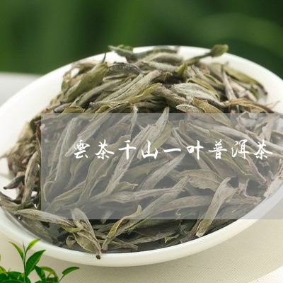 云茶千山一叶普洱茶/2023120538482