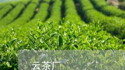 云茶厂/2023121962826