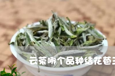 云茶哪个品种结花苞三个一起/2023052605050