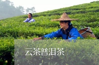 云茶普洱茶/2023090630493